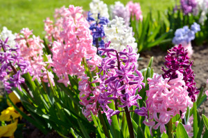 hyacinth flowers close-up in the garden